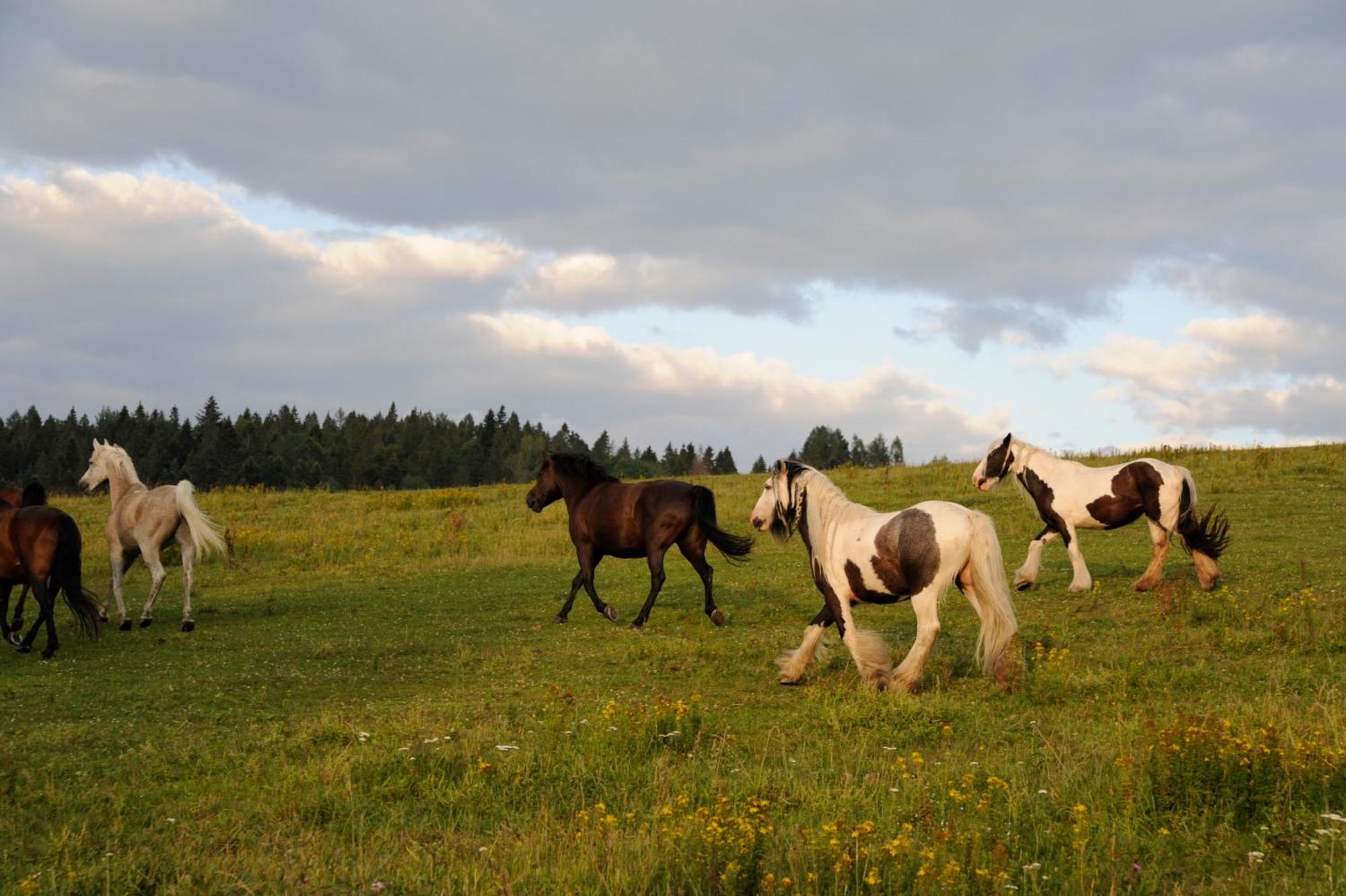 Domek Trohaniec Lesny Lutowiska Bagian luar foto