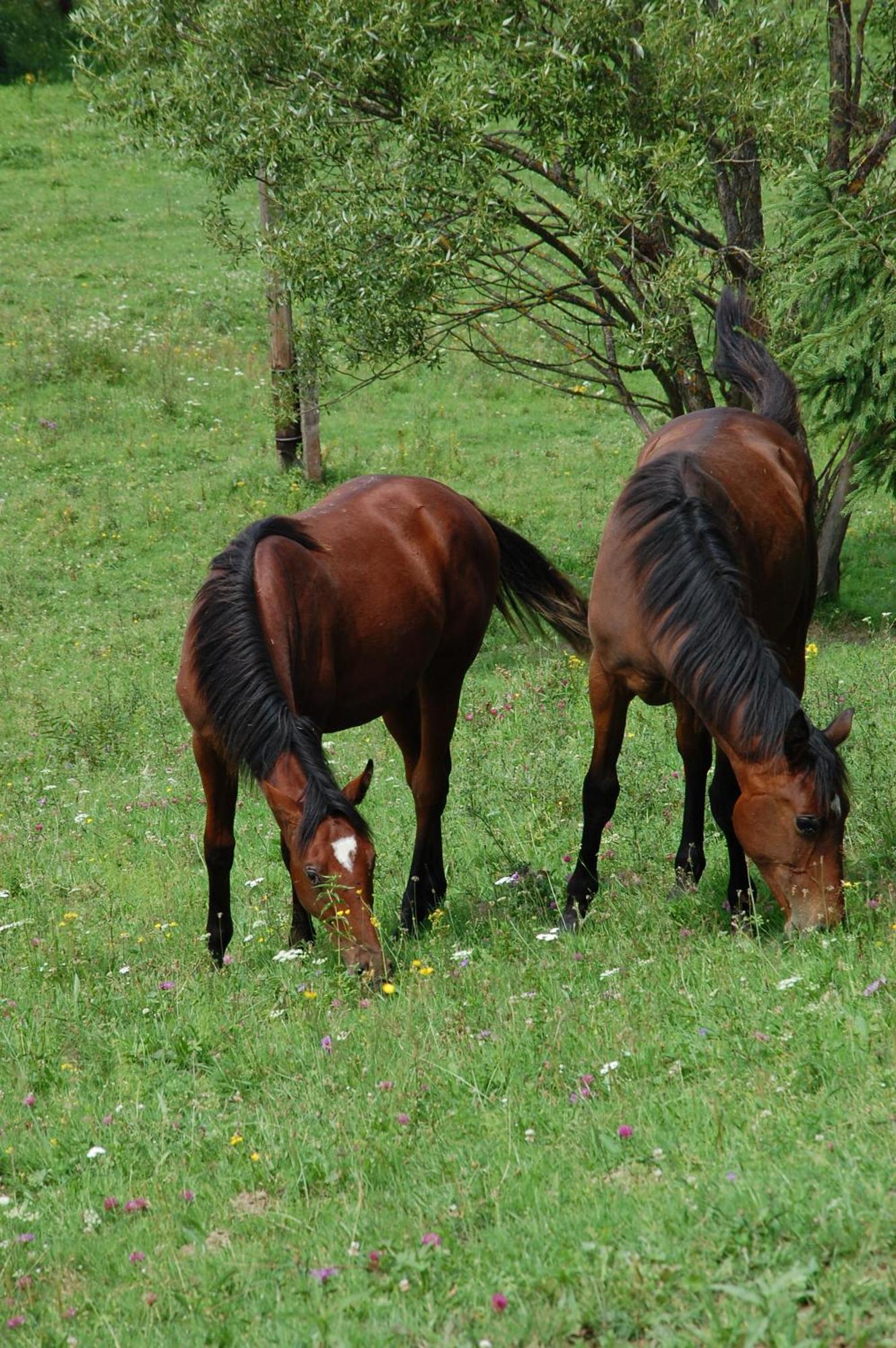 Domek Trohaniec Lesny Lutowiska Bagian luar foto